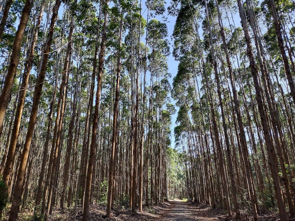 Novo ciclo de crescimento da indústria brasileira de celulose de fibra curta vai exigir a ampliação dos plantios de eucalipto